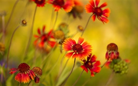 flores alaranjadas, flores silvestres HD Papéis de Parede