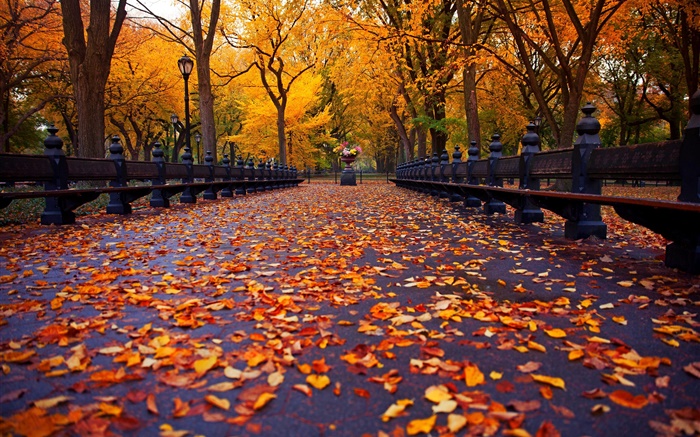Park, outono, banco, árvores, folhas, caminho Papéis de Parede, imagem