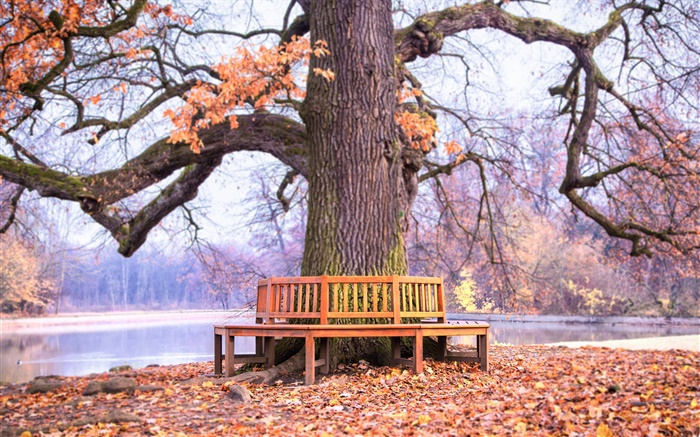 Park, grande árvore, banco, outono Papéis de Parede, imagem