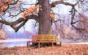 Park, grande árvore, banco, outono