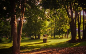 Park, grama, árvores, raios de sol, verão