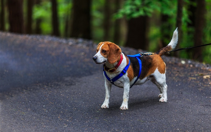 Estimação, cão, beagle Papéis de Parede, imagem