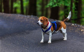 Estimação, cão, beagle HD Papéis de Parede