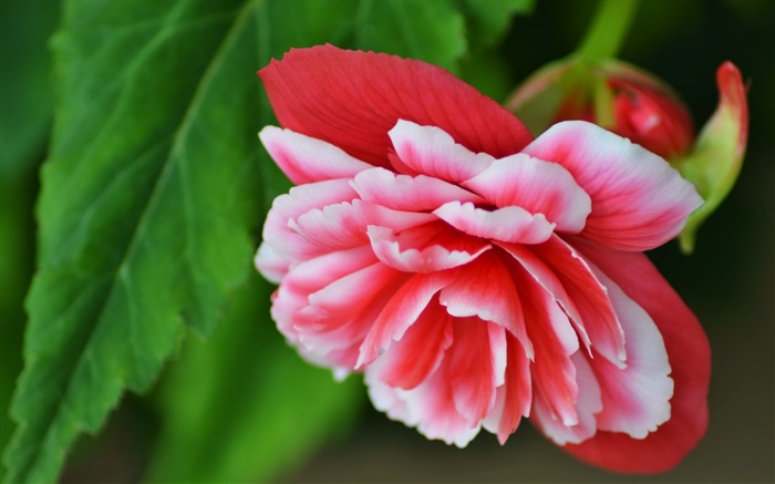 flor da begónia rosa, pétalas, macro fotografia Papéis de Parede, imagem