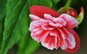 flor da begónia rosa, pétalas, macro fotografia HD Papéis de Parede