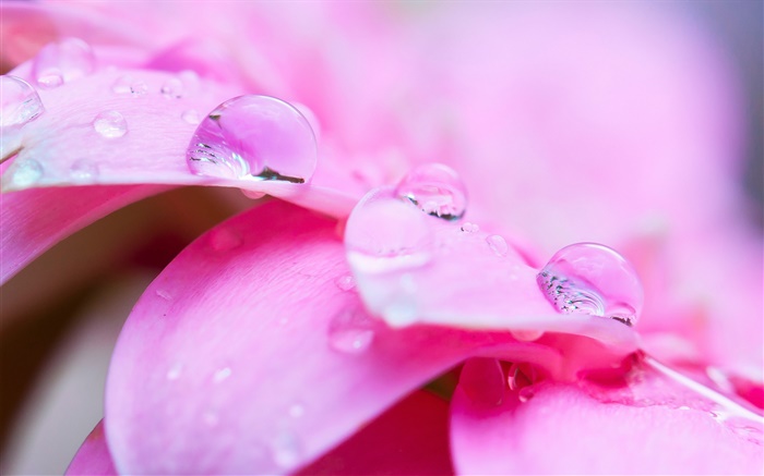 flor rosa macro fotografia, pétalas, orvalho Papéis de Parede, imagem