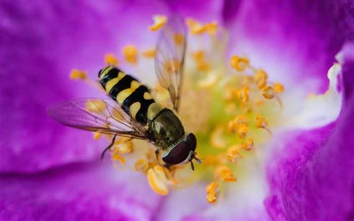 flor cor de rosa, pétalas, inseto, abelha Papéis de Parede, imagem