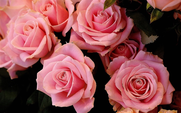 Rosa levantou-se flores, pétalas Papéis de Parede, imagem