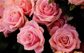 Rosa levantou-se flores, pétalas