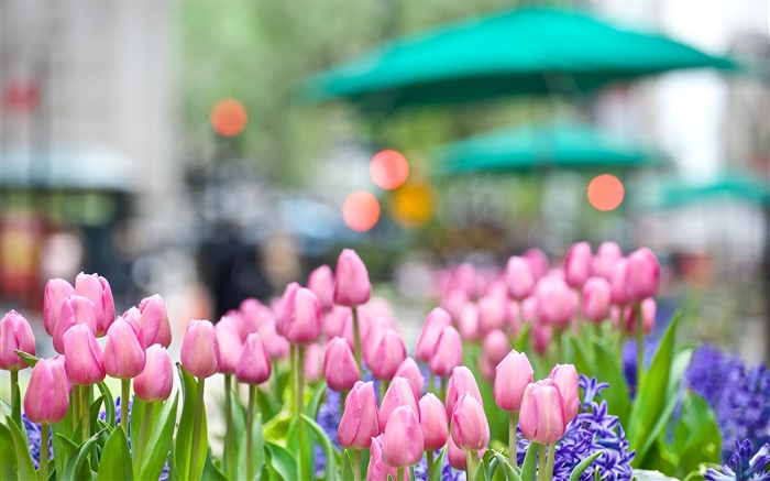 flores tulipa rosa, jacinto azul, primavera, bokeh Papéis de Parede, imagem