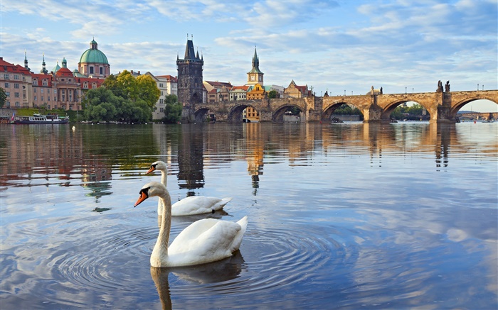 Praga, República Checa, Ponte Charles, casa, rio Vltava, cisnes Papéis de Parede, imagem