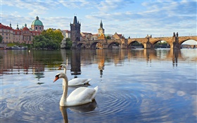 Praga, República Checa, Ponte Charles, casa, rio Vltava, cisnes HD Papéis de Parede