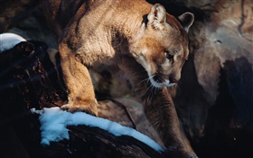 puma, leão de montanha, predador HD Papéis de Parede