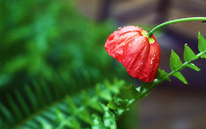flor vermelha, depois da chuva, gotas de água, folhas verdes Papéis de Parede, imagem