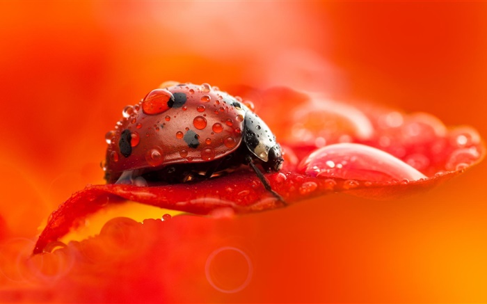 joaninha vermelho, besouro, inseto, pétala de flor vermelho, orvalho, macro fotografia Papéis de Parede, imagem