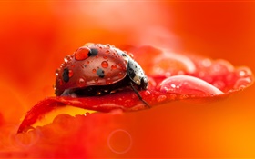 joaninha vermelho, besouro, inseto, pétala de flor vermelho, orvalho, macro fotografia HD Papéis de Parede