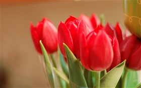 flores vermelhas da tulipa, folhas, bokeh