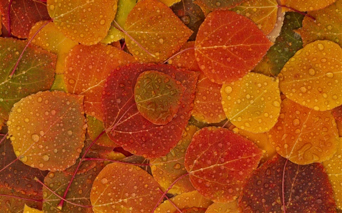 folhas amarelas Vermelho, Outono, gotas da água Papéis de Parede, imagem