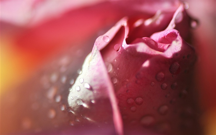 Rose macro fotografia, pétalas, rosa, gotas da água Papéis de Parede, imagem