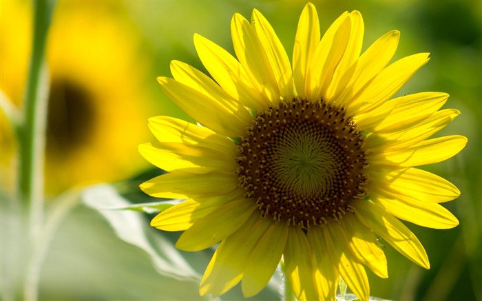Sunflower close-up, pétalas amarelas, bokeh Papéis de Parede, imagem