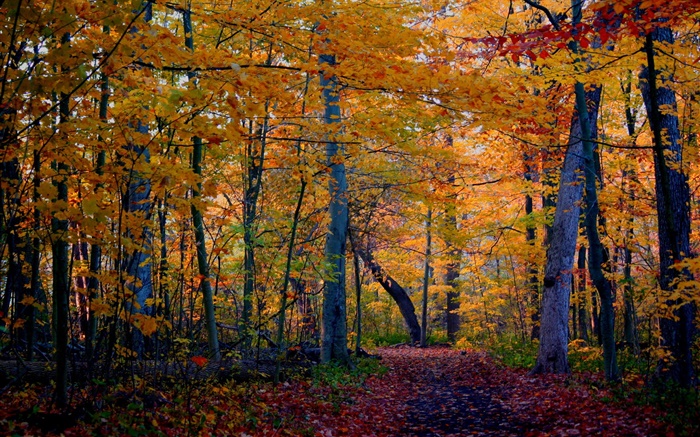 fuga, floresta, árvores, outono, folhas amarelas Papéis de Parede, imagem