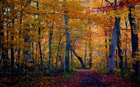 fuga, floresta, árvores, outono, folhas amarelas HD Papéis de Parede