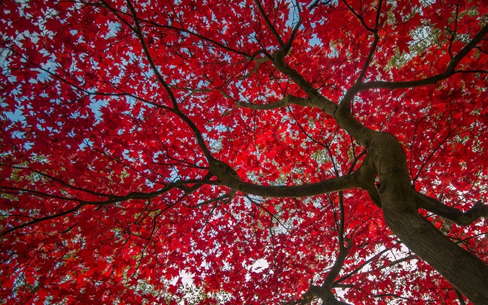 Árvore, folhas vermelhas, outono, céu Papéis de Parede, imagem