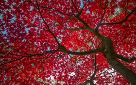 Árvore, folhas vermelhas, outono, céu