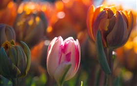Tulipas flores, brotos, bokeh, luz solar HD Papéis de Parede