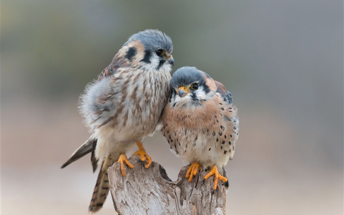 Dois pássaros se apaixonar Papéis de Parede, imagem