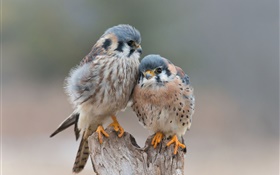 Dois pássaros se apaixonar HD Papéis de Parede