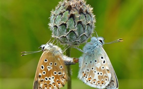 Duas borboletas, planta, fundo verde HD Papéis de Parede