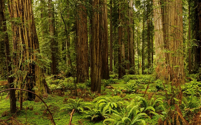 EUA, Califórnia, Nacional Redwood e Parques Estaduais, floresta, árvores Papéis de Parede, imagem