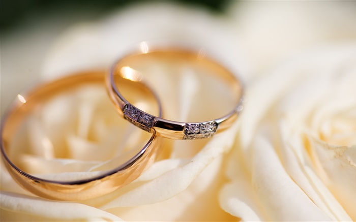Os anéis de casamento, pétalas de rosa Papéis de Parede, imagem