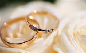 Os anéis de casamento, pétalas de rosa