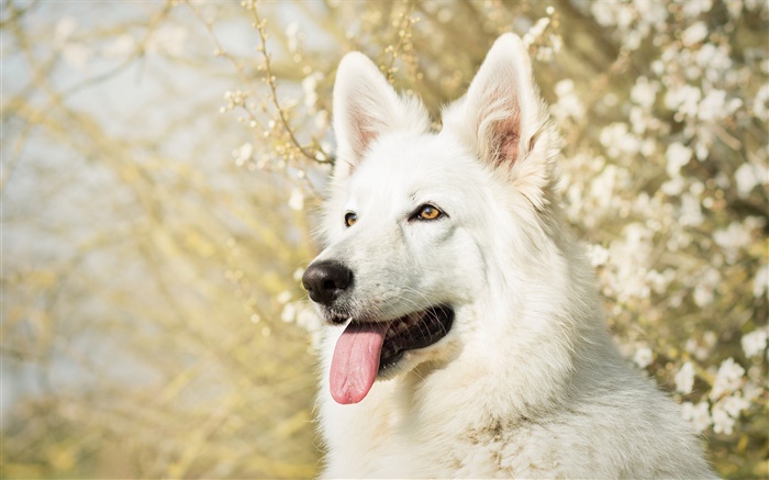 Cão de pastor suíço branco Papéis de Parede, imagem