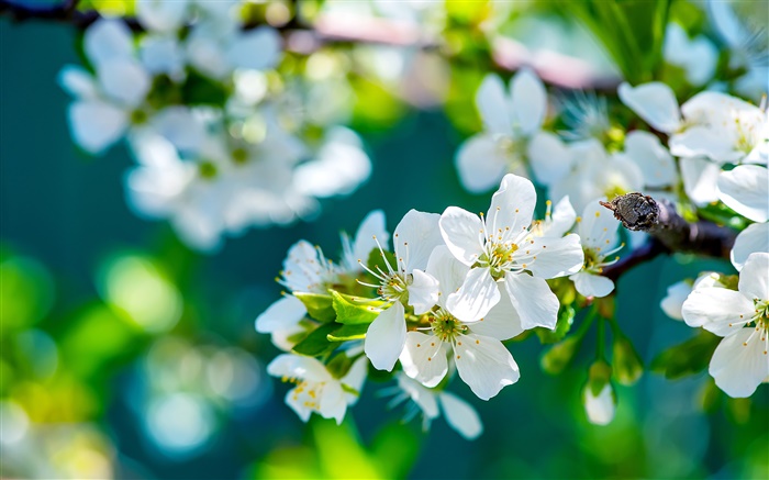 flores maçã branca, primavera, ensolarado Papéis de Parede, imagem