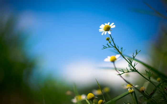 margarida branca, flor, céu azul, fundo desfocado Papéis de Parede, imagem