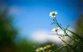 margarida branca, flor, céu azul, fundo desfocado HD Papéis de Parede