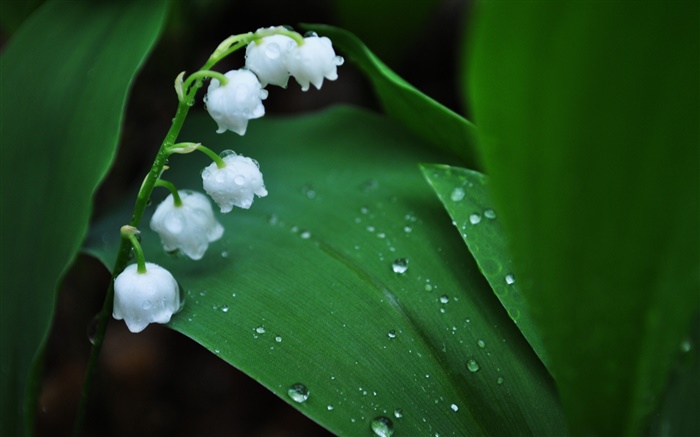 Flores brancas, folhas verdes, gotas da água Papéis de Parede, imagem