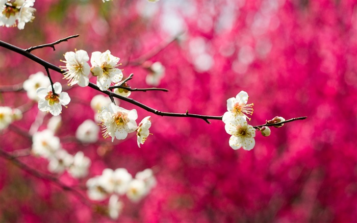 Branca flores de ameixa flor, galhos, primavera, fundo vermelho Papéis de Parede, imagem