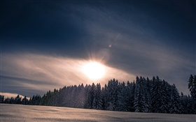 Inverno, neve, floresta, árvores, pôr do sol