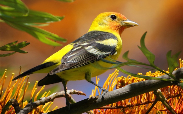 penas pretas Yellow Bird, bico, ramo, folhas Papéis de Parede, imagem
