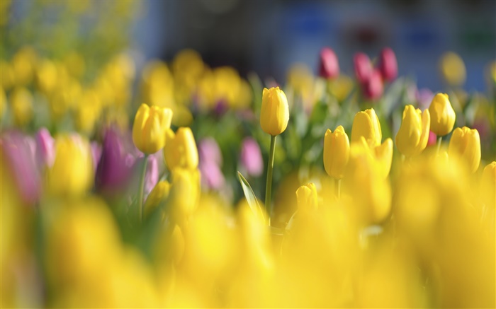 tulipas amarelas, flores, primavera, borrão Papéis de Parede, imagem