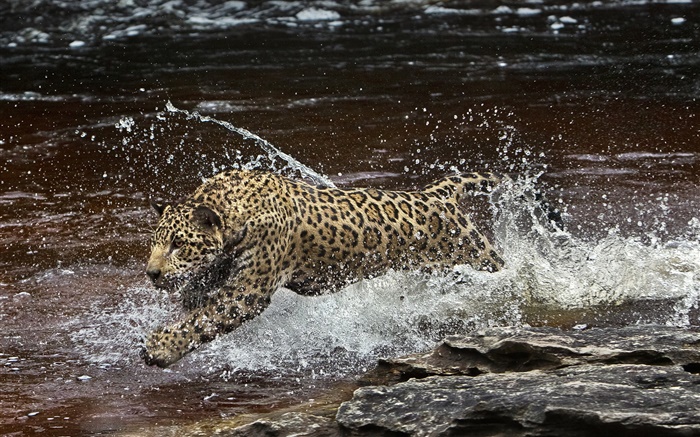 rio da Amazônia, predador, jaguar que funciona na água Papéis de Parede, imagem