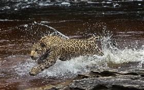 rio da Amazônia, predador, jaguar que funciona na água