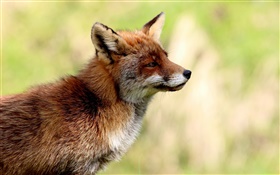 Animais close-up, vista lateral raposa, borrão HD Papéis de Parede