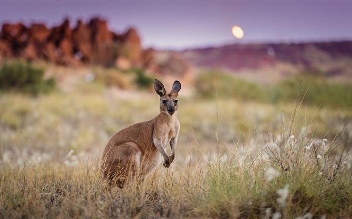Austrália, canguru, capim Papéis de Parede, imagem