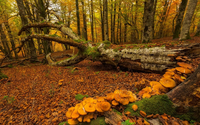 País Basco, Espanha, floresta, árvores, cogumelos, outono Papéis de Parede, imagem