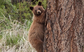 árvore de escalada do urso